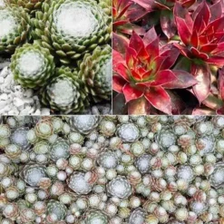 Joubarbe Chick Charms® - Sempervivum - Zéro arrosage, effet garanti