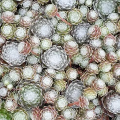 Joubarbe Chick Charms® - Sempervivum - Zéro arrosage, effet garanti
