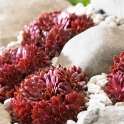 Joubarbe Chick Charms® - Sempervivum - Zéro arrosage, effet garanti