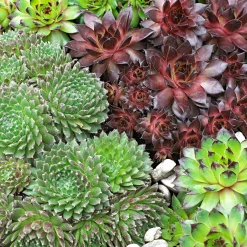 6 Joubarbes en mélange - Zéro entretien, effet garanti