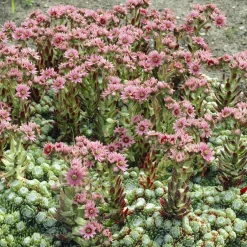 Joubarbe à toile d'araignée - Sempervivum - La rosette increvable