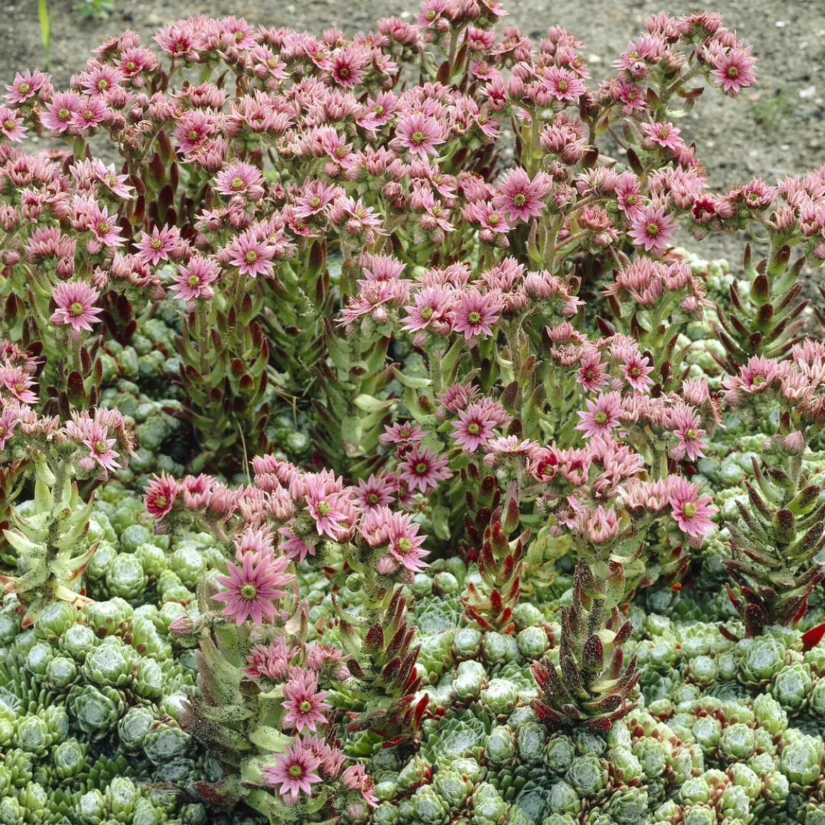 Joubarbe à toile d'araignée - Sempervivum - La rosette increvable