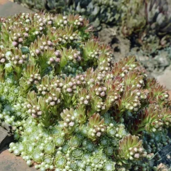Joubarbe à toile d'araignée - Sempervivum - La rosette increvable