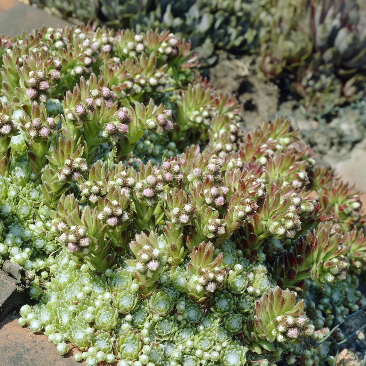 Joubarbe à toile d'araignée - Sempervivum - La rosette increvable