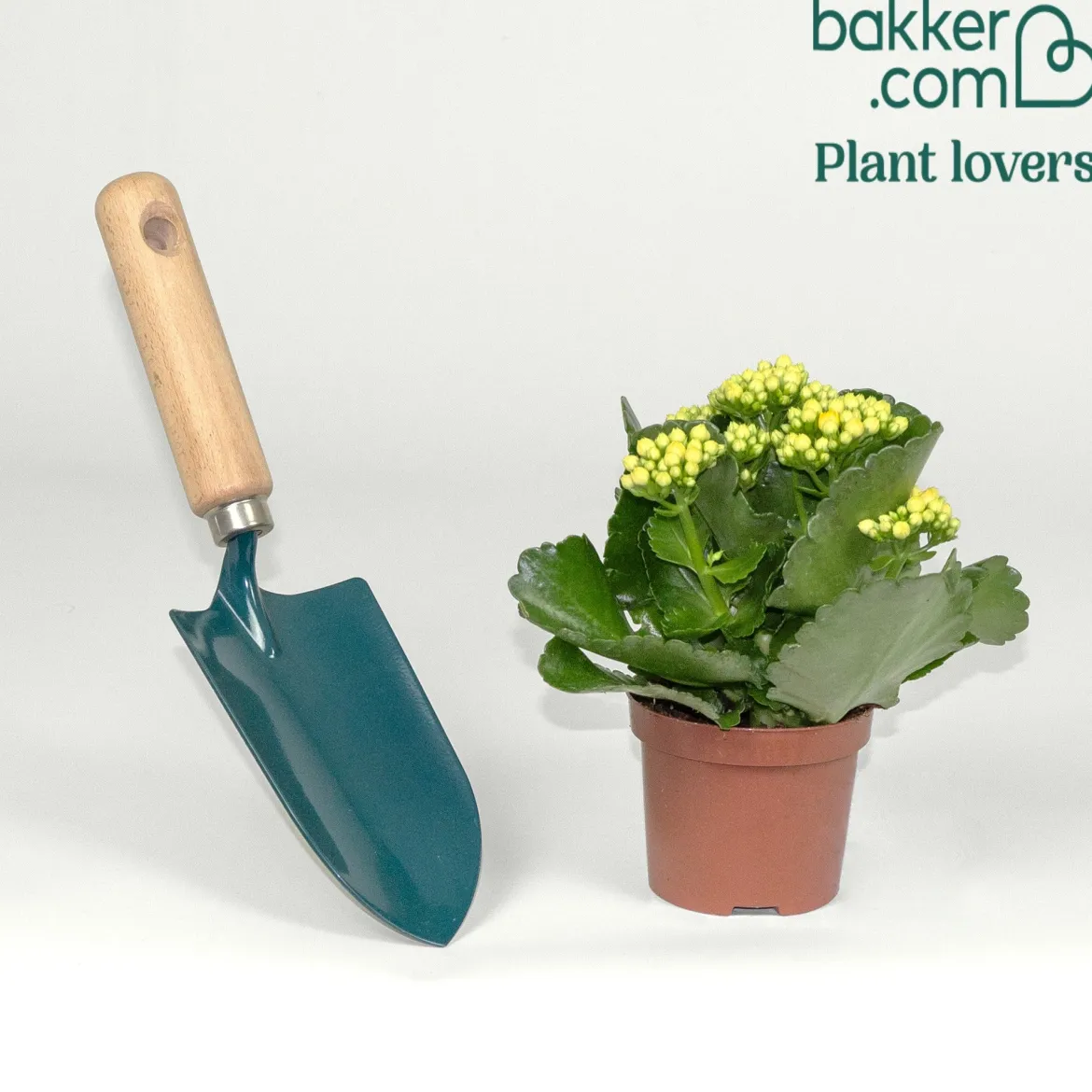 Kalanchoe jaune - Des fleurs jaunes sans effort