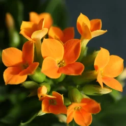 Kalanchoe orange - Fleurit sans effort