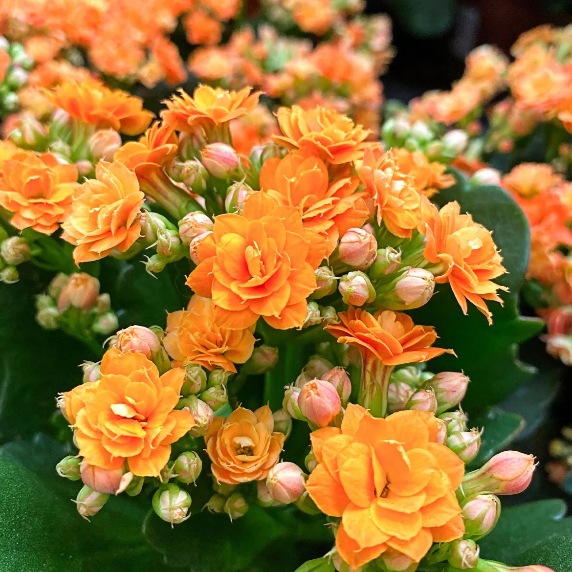 Kalanchoe orange - Fleurit sans effort
