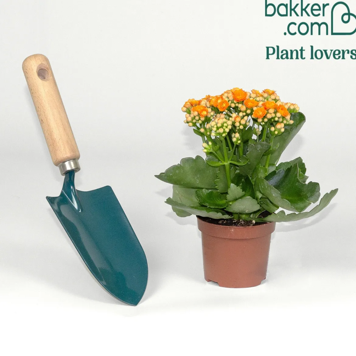 Kalanchoe orange - Fleurit sans effort