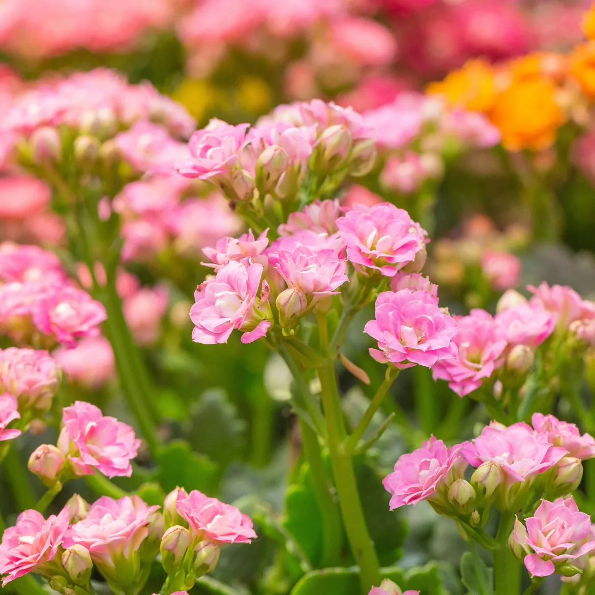 Kalanchoe rose - Des fleurs roses sans effort