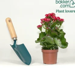 Kalanchoe rouge - Fleurs rouges longue durée