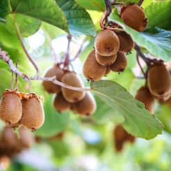 Kiwi autofertile Herma® - Vos kiwis sans 2e plant