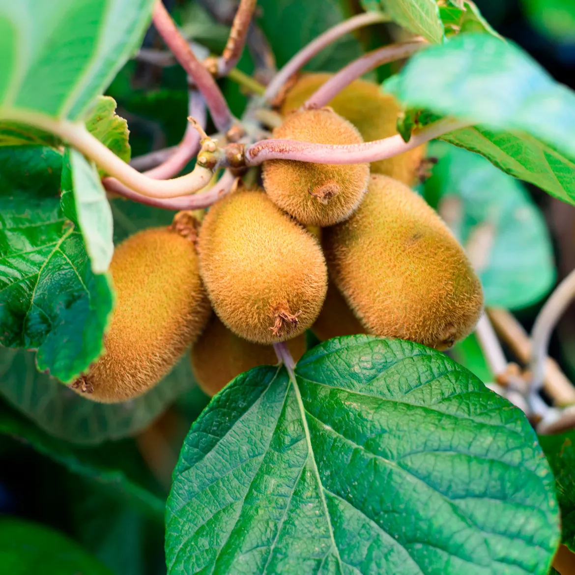 Kiwi autofertile Solo - Un seul pied, plein de kiwis
