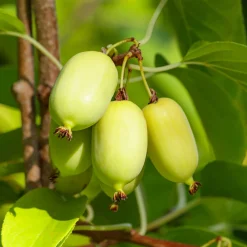 Kiwi d'ornement panaché - Un feuillage rose spectaculaire