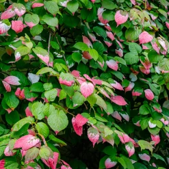 Kiwi d'ornement panaché - Un feuillage rose spectaculaire