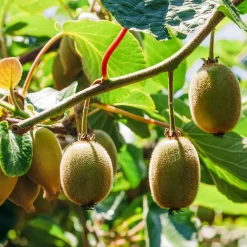 Kiwi Hayward - Vos kiwis maison enfin possibles