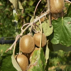 Kiwi Jenny. - Un kiwi seul qui fructifie