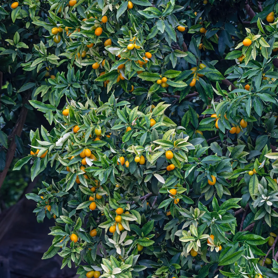 Kumquat - L'agrume qui se croque entier