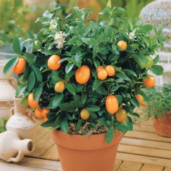 Kumquat - L'agrume qui se croque entier