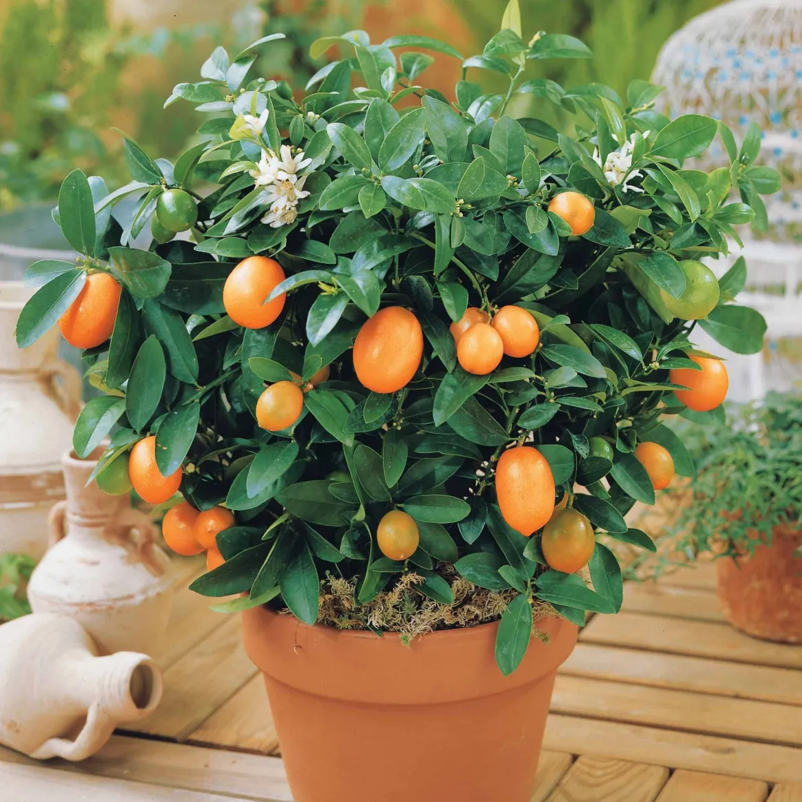 Kumquat - L'agrume qui se croque entier