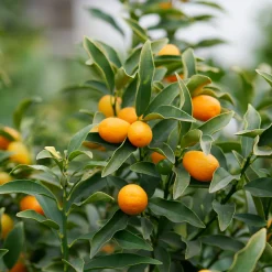 Kumquat - L'agrume qui se croque entier