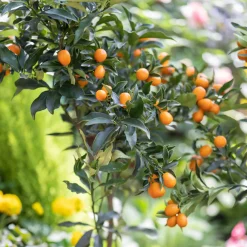 Kumquat - L'agrume qui se croque entier