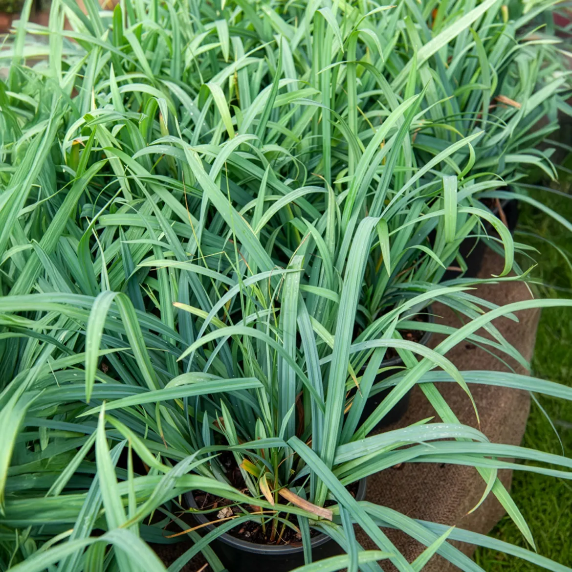 Laîche Bunny blue - Carex - Le bleu qui reste tout l'an