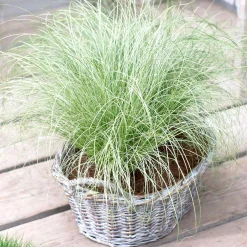 Laîche échevelée 'Frosted Curls' - La touche givrée du jardin