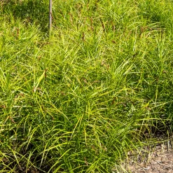 Laîche d'Amérique - Carex - Le vert qui adore l'eau