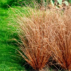 Laîche de Buchanan - Carex - Le cuivre qui réveille le jardin