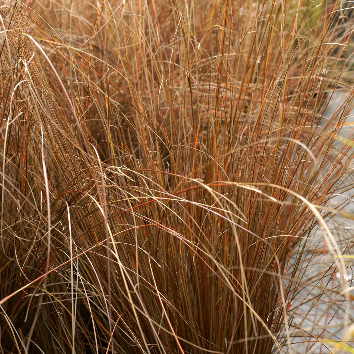 Laîche de Buchanan - Carex - Le cuivre qui réveille le jardin