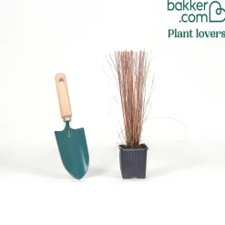 Laîche de Buchanan - Carex - Le cuivre qui réveille le jardin