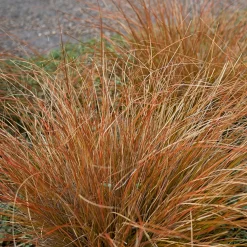 Laîche de Buchanan - Carex - Le cuivre qui réveille le jardin