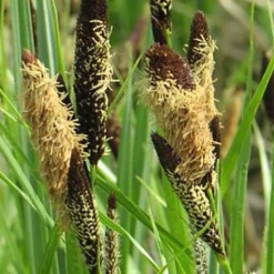 Laîche des marais - Carex - Verdure vive au bord de l'eau