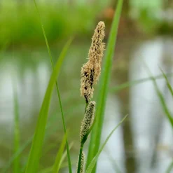 Laîche des marais - Carex - Verdure vive au bord de l'eau