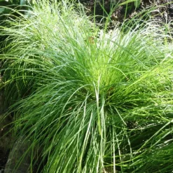 Laîche des montagnes - Carex - Un tapis vert sans effort