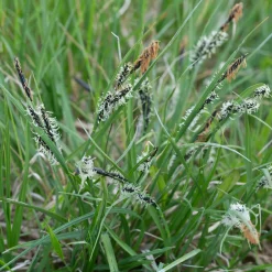 Laîche des montagnes - Carex - Un tapis vert sans effort
