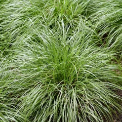 Laîche des montagnes - Carex - Un tapis vert sans effort