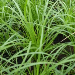 Laîche des montagnes - Carex - Un tapis vert sans effort