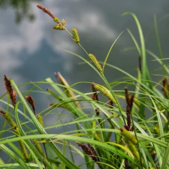 Laîche des rives - Carex - Le vert qui aime l'eau