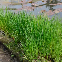 Laîche des rives - Carex - Le vert qui aime l'eau