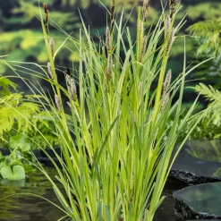 Laîche des rives - Le vert qui aime l'eau