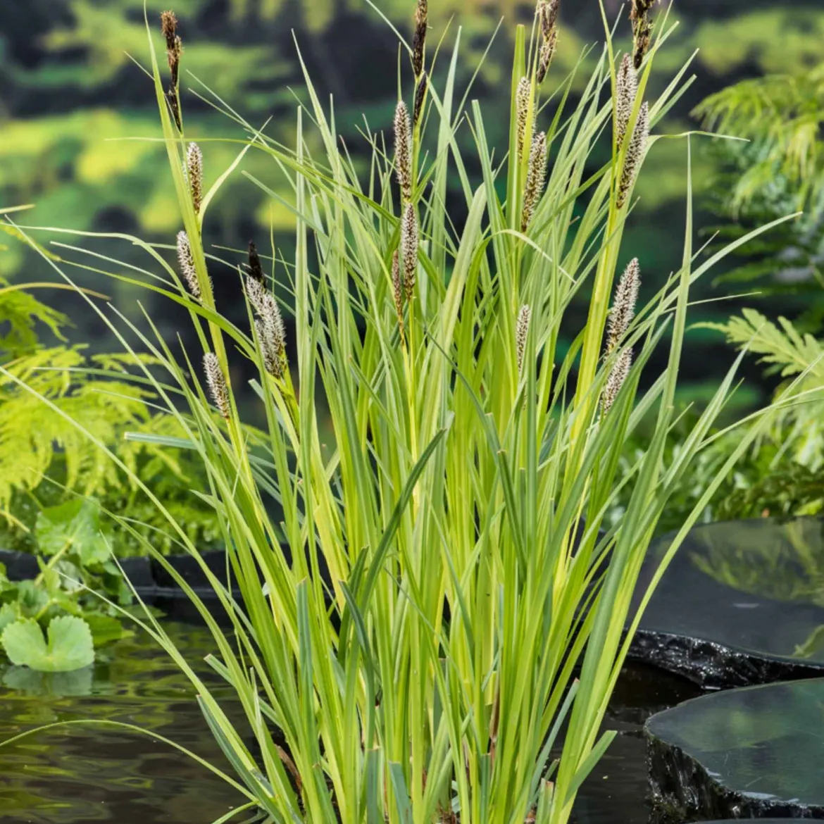 Laîche des rives - Le vert qui aime l'eau