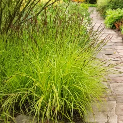 Laîche dorée - Carex Aurea - La touche d'or au jardin