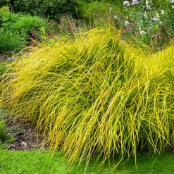 Laîche dorée - Carex Aurea - La touche d'or au jardin