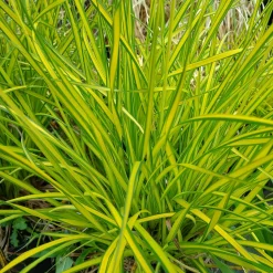Laîche dorée - Carex Aurea - La touche d'or au jardin