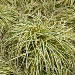 Laîche d'Oshima 'Evergold' - Le feuillage doré toute l'année