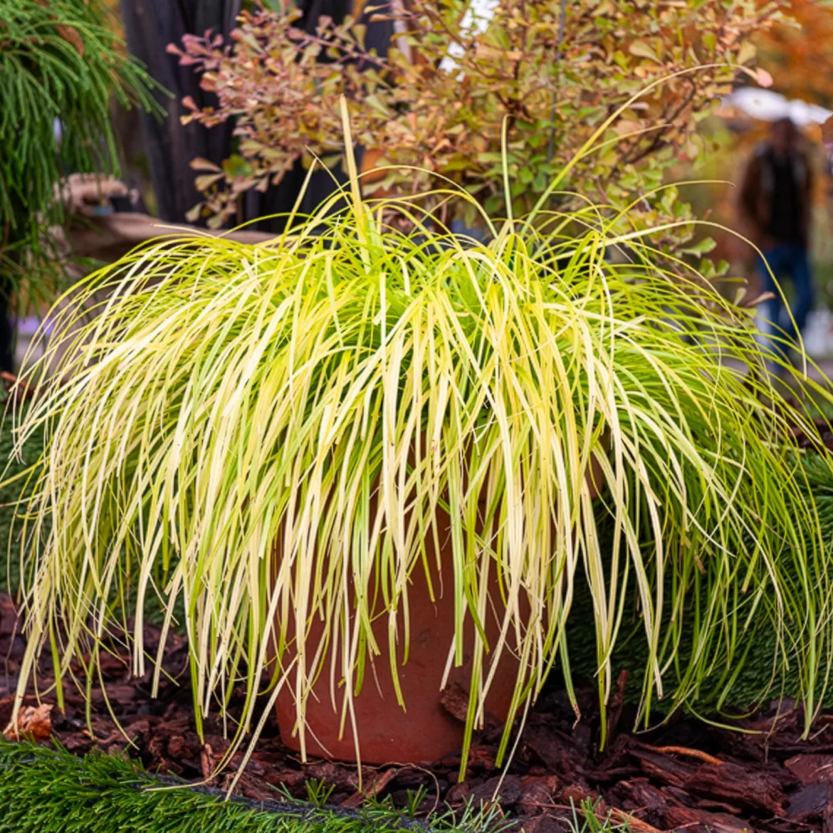 Laîche d'Oshima Everillo® - Carex - Un feuillage doré toute l'année