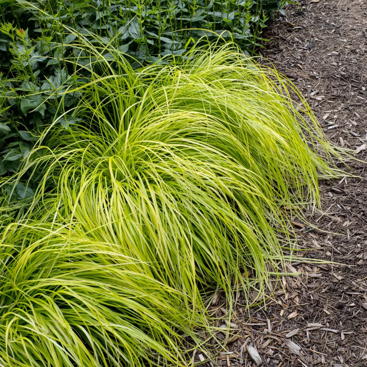 Laîche d'Oshima Everillo® - Carex - Un feuillage doré toute l'année