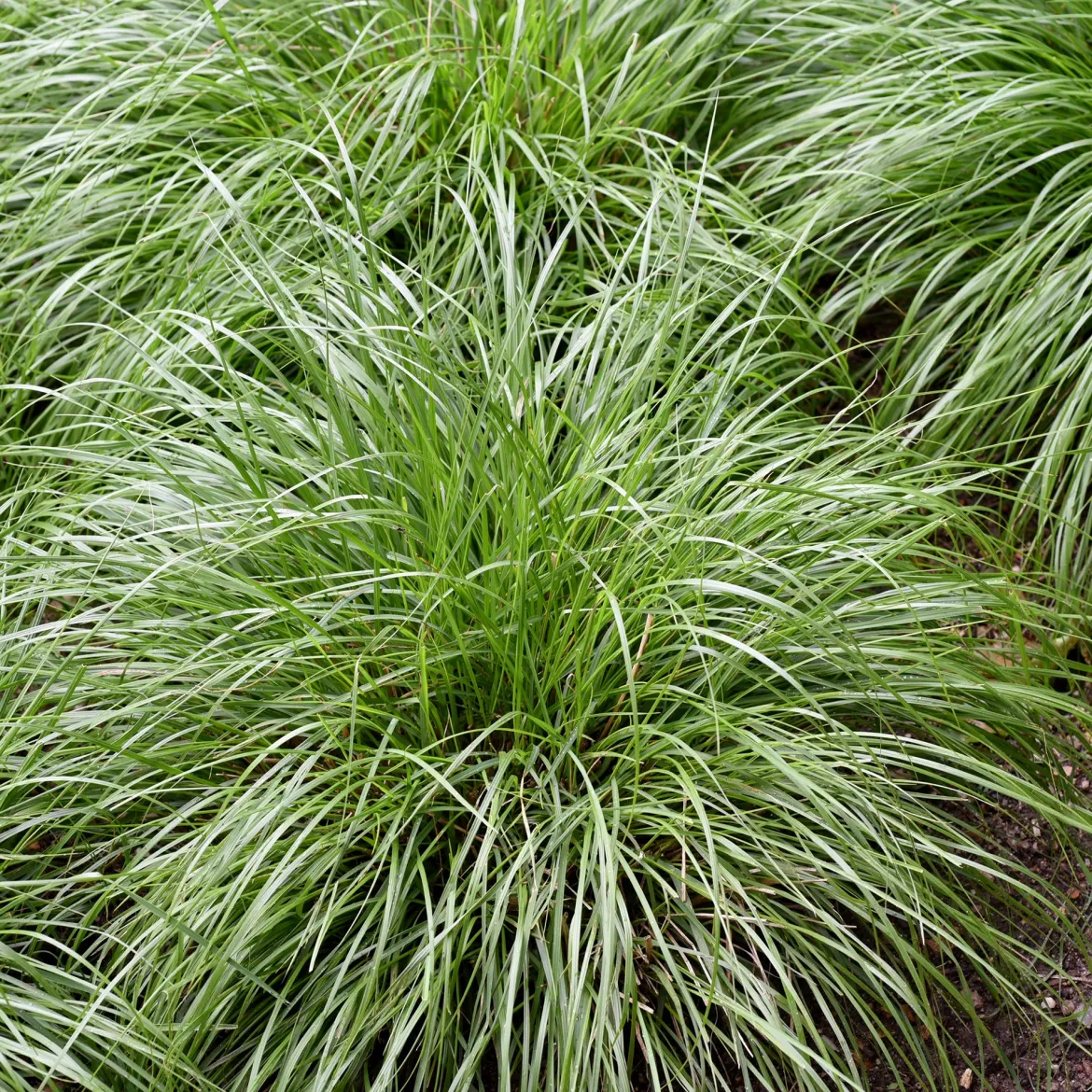 Laîche d'Oshima J.S. Greenwell - Carex - Feuillage doré toute l'année