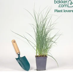 Laîche Faux Panic - Carex - Le bleu qui structure